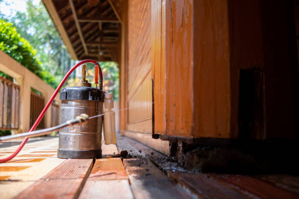 Best Wasp Removal Services  in Mcgaheysville, VA