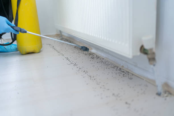 Best Affordable Pest Control Services  in Mcgaheysville, VA