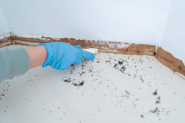 Trusted Mcgaheysville, VA Pest Control Experts
